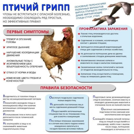 Распространение вируса высокопатогенного гриппа птиц в популяции домашних птиц. Распространение вируса высокопатогенного гриппа птиц в популяции домашних птиц.